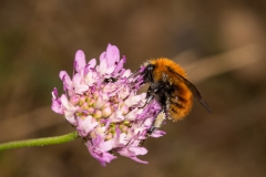 Ape-Cardinale-Comune-Bombo-dei-Pascoli-Bombus-Pascuorum