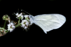 Pieride-della-Senape-Leptidea-Sinapis