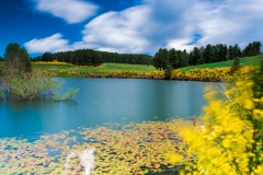 silagreca_02_ginestreaprimavera_05-06-2019